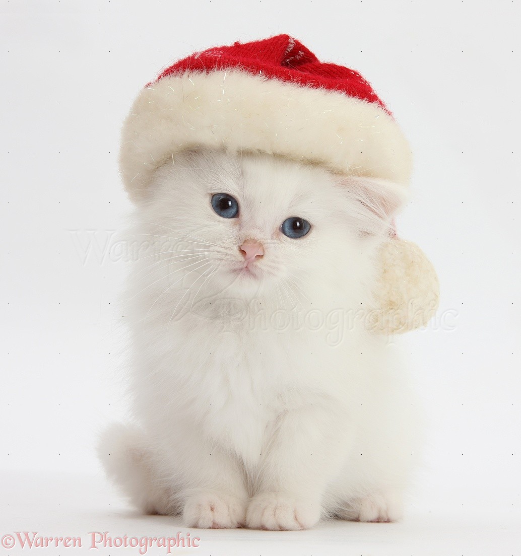 Котенок в шапке Деда Мороза